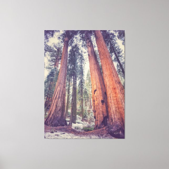 Sequoia Forest Canvas Print (Front)