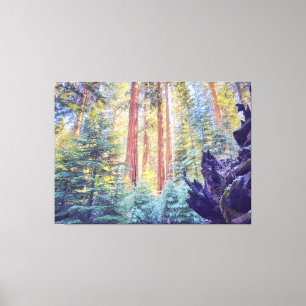 Sequoia Forest  Canvas Print