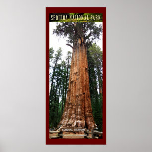 Sequoia General Sherman-Poster Poster