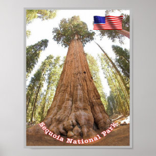 Sequoia - General Sherman Tree - United States - Poster