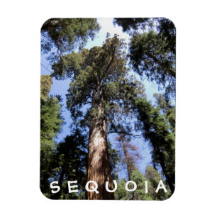 Sequoia Kings Canyon Magnet