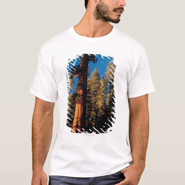 Sequoia National Park , California 2 T-Shirt (Front)