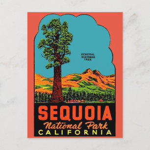 Sequoia National Park California Postcard