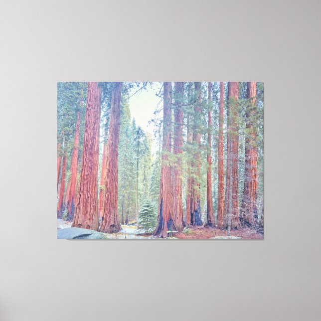 Sequoia National Park Canvas Print (Front)