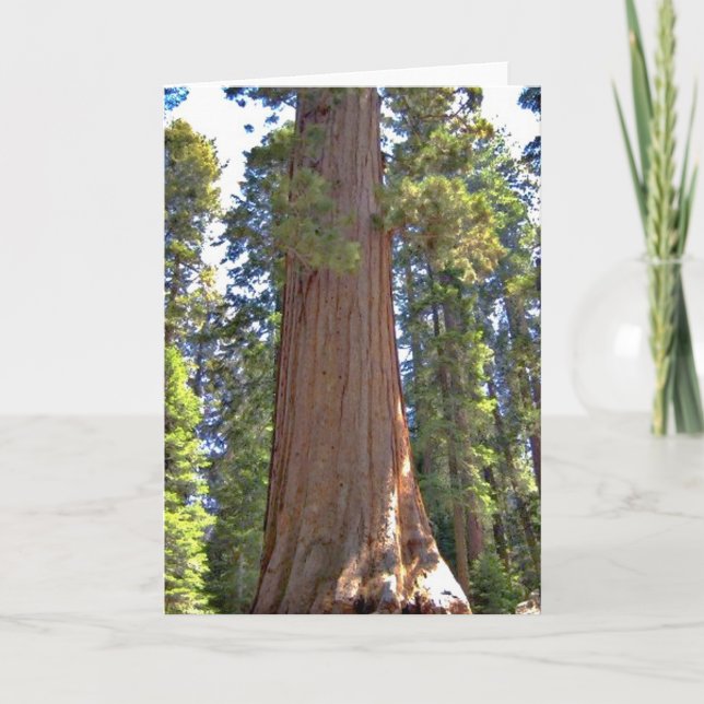 Sequoia National Park Card (Front)
