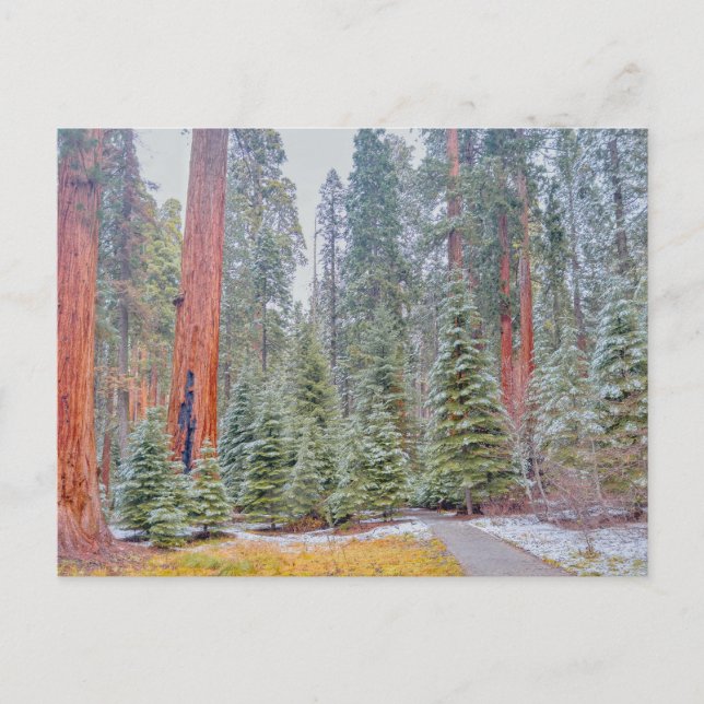 Sequoia National Park in Winter Postcard (Front)