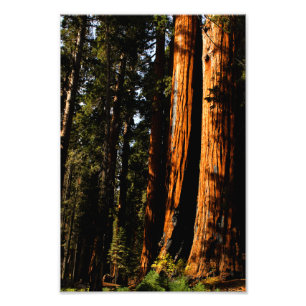 Sequoia National Park Photo Print