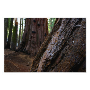 Sequoia National Park Photo Print