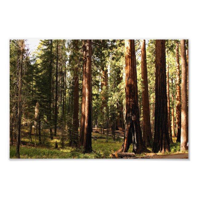 Sequoia National Park Photo Print (Front)