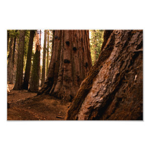Sequoia National Park Photo Print