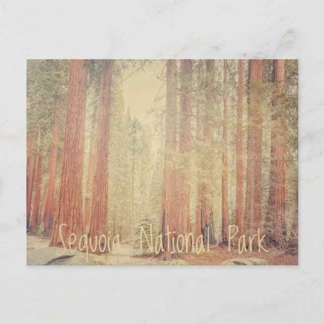 Sequoia National Park Postcard (Front)