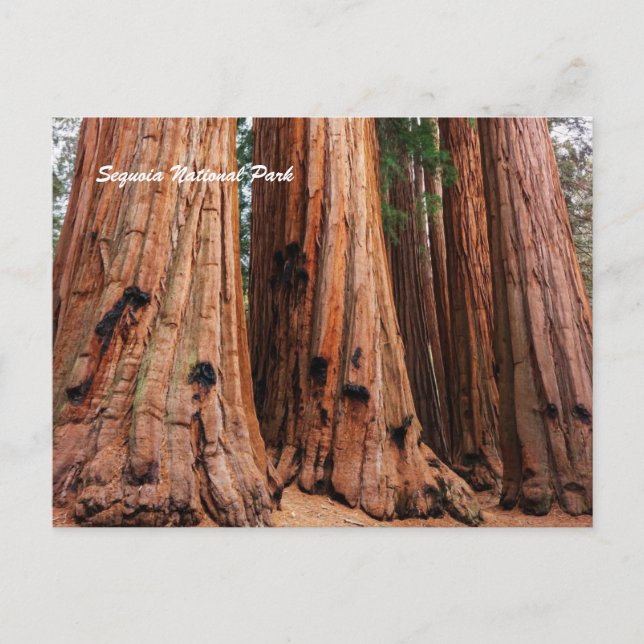 Sequoia National Park Postcard (Front)
