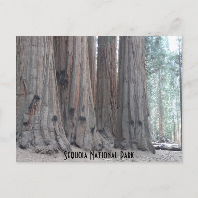Sequoia National Park Postcard (Front)