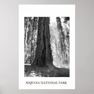 Sequoia National Park Poster
