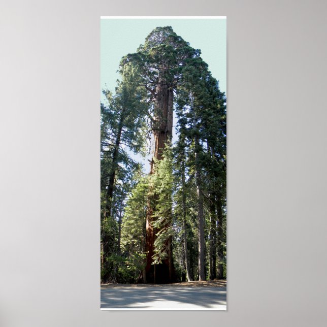Sequoia National Park Tree Poster (Front)