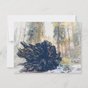 Sequoia National Park Winter Forest Postcard
