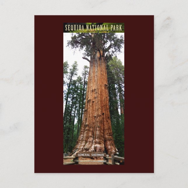 SEQUOIA NAT'L PARK-California-General Sherman Postcard (Front)