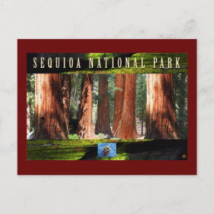 SEQUOIA NAT'L PARK-California-The Giants Postcard