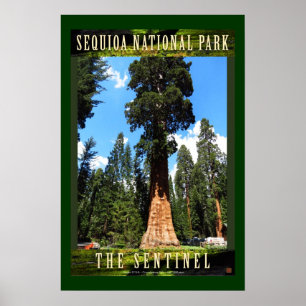 SEQUOIA NAT'L PARK-California-The Sentinel- Poster