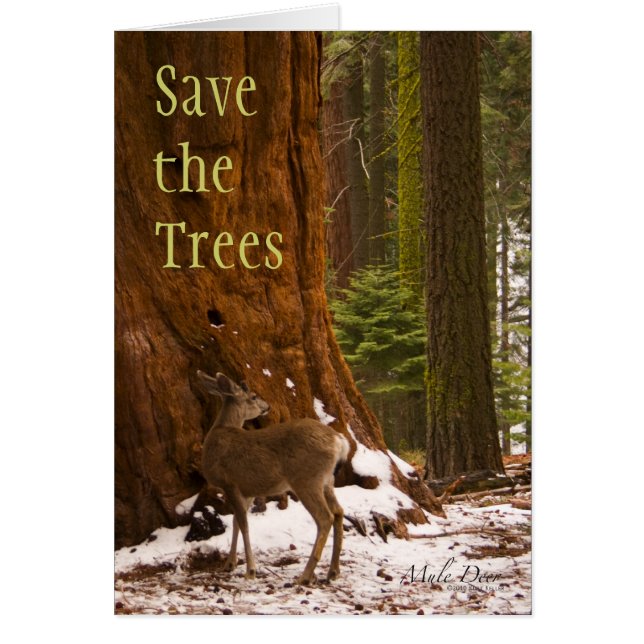 Sequoia, Sauvez les Cartes des Arbres (Devant)