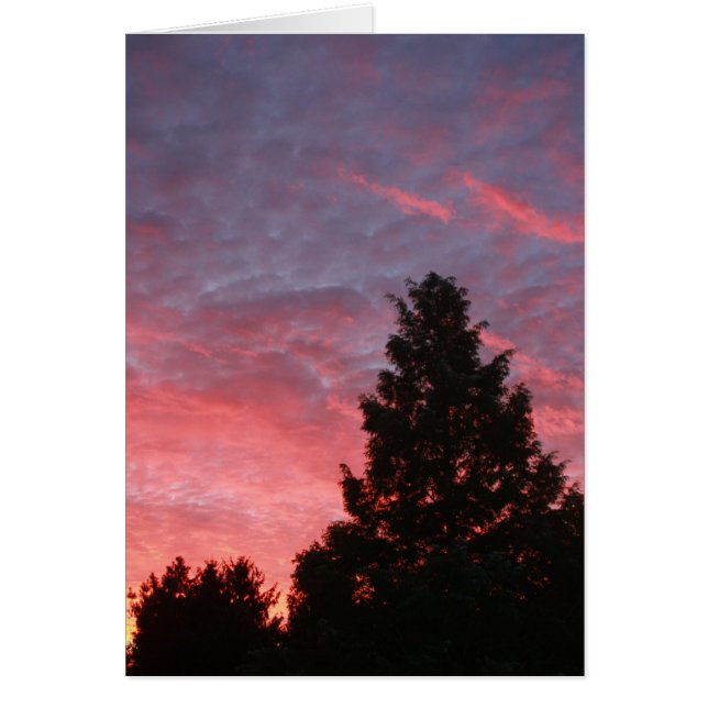 Sequoia Sunrise (Front)