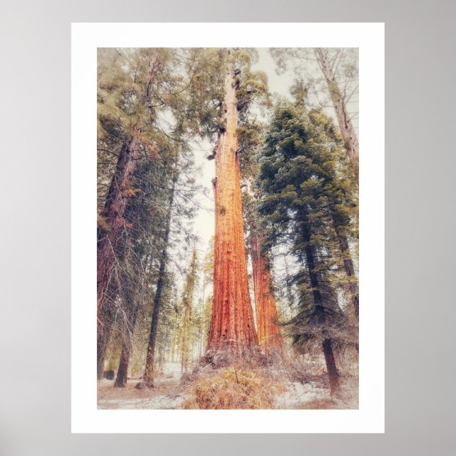 Sequoia Tree Poster (Front)