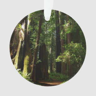 Séquoias et fougères au parc national de Redwood