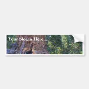 Sequoias Forrests Bark Fences Bumper Sticker