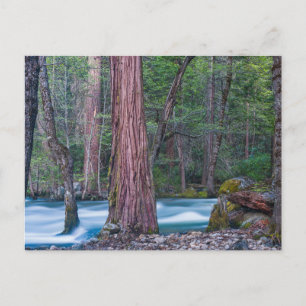 Sequoias & Merced River Yosemite National Park, CA Postcard