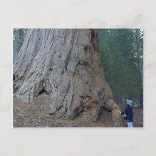 Sequoias Trees Giants Postcard