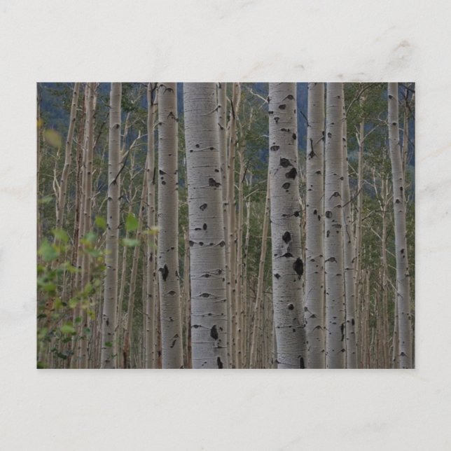 Sera Gratuit Signature Carte postale (Devant)