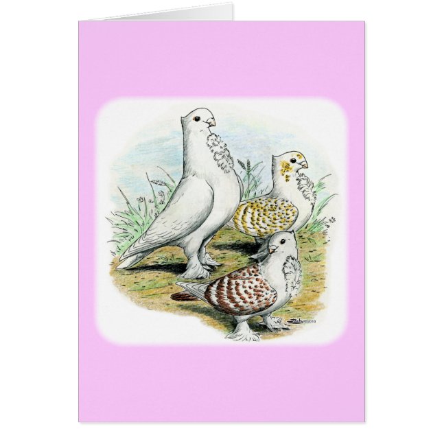 Seraphim Pigeons (Front)