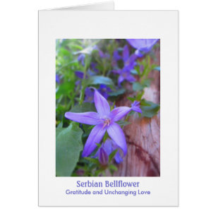 Serbian Bellflower: Gratitude & Unchanging Love