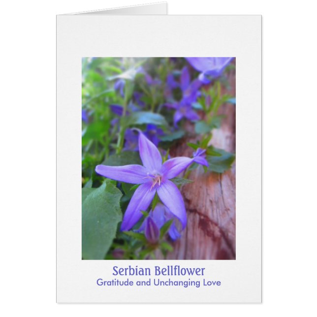 Serbian Bellflower: Gratitude & Unchanging Love (Front)