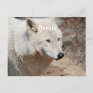 Serbian Wolf Postcard