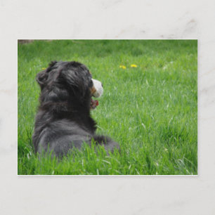 Serena in the Sun Postcard