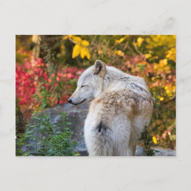 Serene Autumn Wolf Postcard (Front)