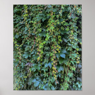 Serene Green Ivy Wall Hanging Vines Plant Leaves Poster