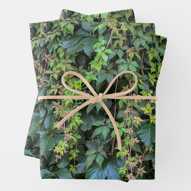 Serene Green Ivy Wall Hanging Vines Plant Leaves Wrapping Paper Sheet (In situ)