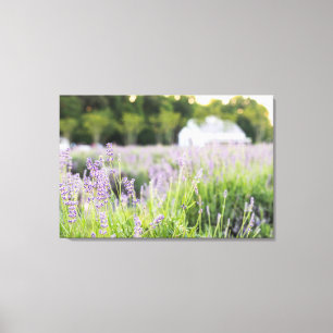 Serene Lavender Fields Canvas Print