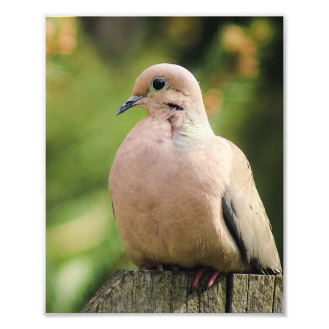 Serene Mourning Dove Sits on Fence Photo Print (Front)