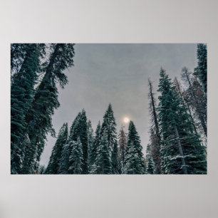 Serene Snowy Forest and Sun Poster