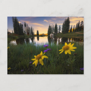 Serene Sunrise over Colorado Pond Postcard
