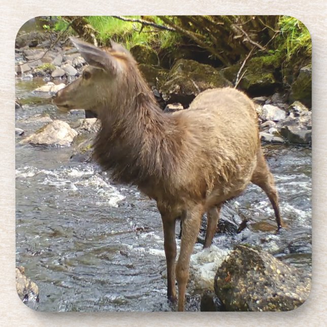 Serene Young Red Deer Stag River Woodland Scene 6x Coaster (Front)