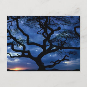 Serengeti National Park, Tanzania Postcard