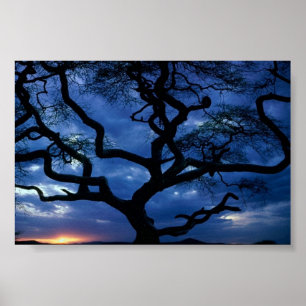 Serengeti National Park, Tanzania Poster