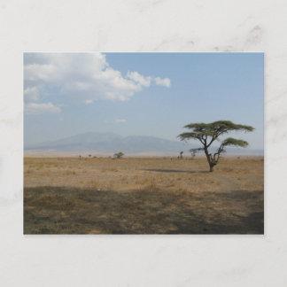 Serengeti Plains Postcard