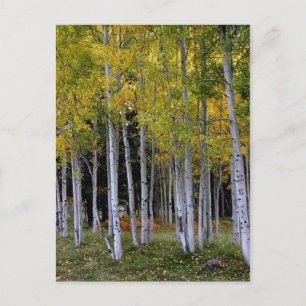 Serenity in Gold and Green Aspen's Postcard