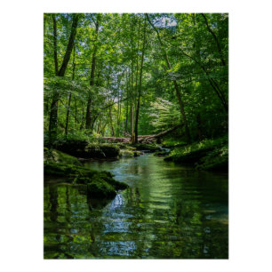 Serenity in the forest poster