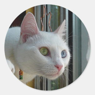 Serenity interested sticker